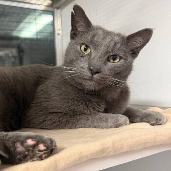 Picolo -  Domestic Short Hair Cat for Adoption in Binghamton, New York - Picolo | PetCurious