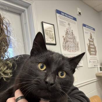 Domestic Short Hair Cats Available for Adoption - Salem | PetCurious