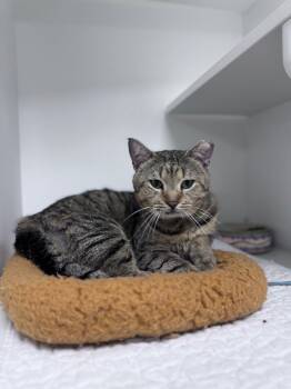 Heathcliff -  Domestic Short Hair Cat Available for Adoption in INDN HBR BCH, Florida - Heathcliff | PetCurious