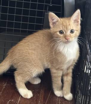 Domestic Short Hair Cats Available for Adoption in Mishawaka, Indiana - Stacie | PetCurious