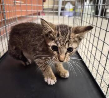ROXY -  Domestic Short Hair Cat for Adoption in Fort Myers, Florida - ROXY | PetCurious