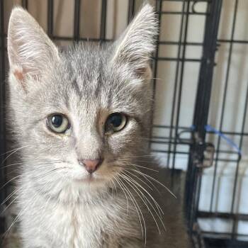 Derrick -  Domestic Short Hair Cat for Adoption in Ballston Spa, New York - Derrick | PetCurious