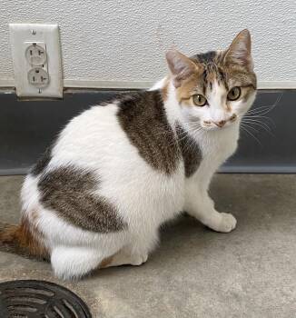 Rescue Domestic Short Hair Cats for Adoption in Elizabethtown, New York - Pebbles | PetCurious
