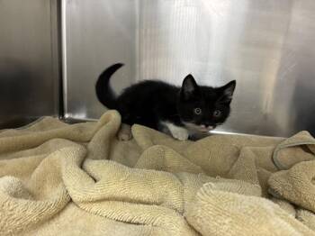 Domestic Short Hair Cats Available for Adoption in Salinas, California - MYKA | PetCurious