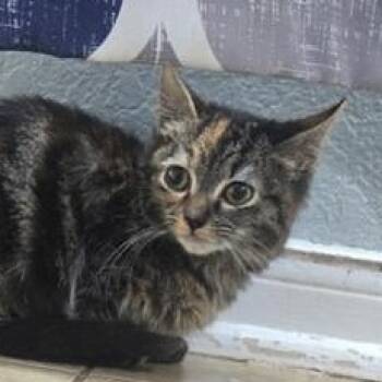 Pooh -  Domestic Medium Hair and Torbie Cat for Adoption in Liverpool, Texas - Pooh | PetCurious