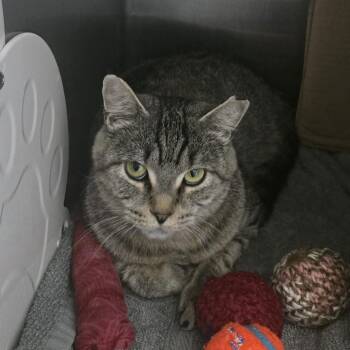 Boop  (Holland Cat Cove) -  Domestic Short Hair Cat for Adoption in West Olive, Michigan - Boop  (Holland Cat Cove) | PetCurious