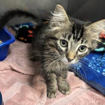 Zuko - Chow Hound Northland -  Domestic Long Hair Cat for Adoption in Grand Rapids, Michigan - Zuko - Chow Hound Northland | PetCurious