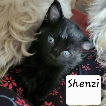 Domestic Short Hair Cats Available for Adoption in Madison, Wisconsin - Shenzi | PetCurious