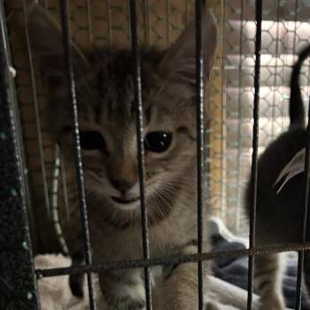 Mandarin -  Domestic Short Hair Cat for Adoption in Lakeland, Florida - Mandarin | PetCurious