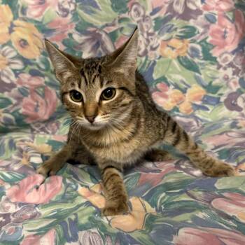 Sandor -  Domestic Short Hair Cat for Adoption in Midland, Texas - Sandor | PetCurious