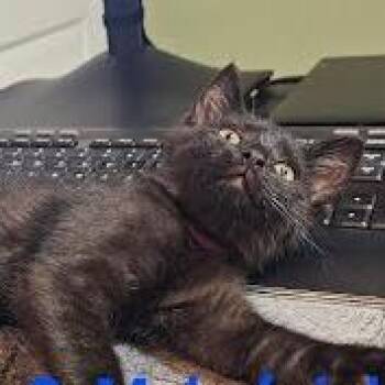 Professor -  Domestic Short Hair Cat for Adoption in South Elgin, Illinois - Professor | PetCurious