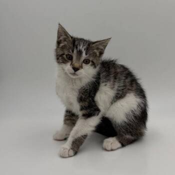 Aloe Vera -  Domestic Short Hair Cat for Adoption in State College, Pennsylvania - Aloe Vera | PetCurious