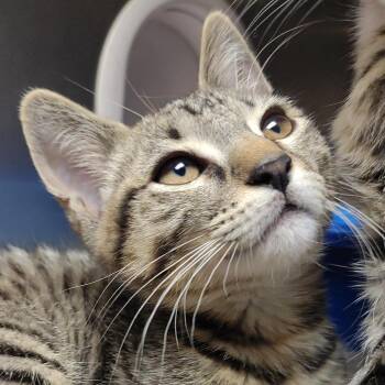 Mr Man -  Domestic Short Hair Cat for Adoption in Plover, Wisconsin - Mr Man | PetCurious