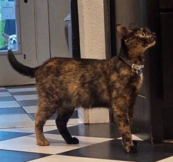 Sherri -  Domestic Short Hair Cat for Adoption in San Antonio, Texas - Sherri | PetCurious