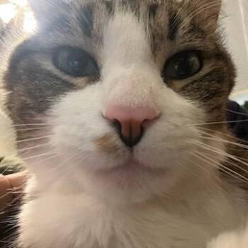 Winston -  Domestic Short Hair Cat for Adoption in Salt Lake City, Utah - Winston | PetCurious