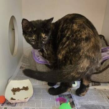 Boo -  Domestic Short Hair Cat for Adoption in Phoenixville, Pennsylvania - Boo | PetCurious