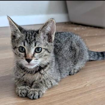 Petra VanMeowsing -  Domestic Short Hair Cat for Adoption in Layton, Utah - Petra VanMeowsing | PetCurious