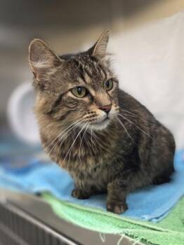 Sun Beam -  Domestic Long Hair and Domestic Short Hair Cat for Adoption in Westland, Michigan - Sun Beam | PetCurious