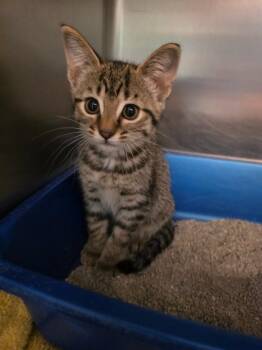 Domestic Short Hair Cats Available for Adoption in Fort Mill, South Carolina - Natasha Foccassia | PetCurious