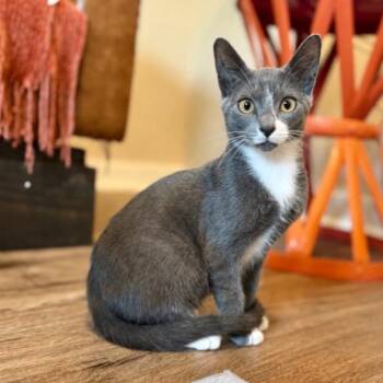 montreal -  Tuxedo and Domestic Short Hair Cat for Adoption in Friendswood, Texas - Montreal | PetCurious