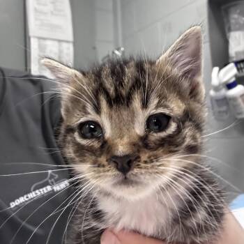 Domestic Short Hair Cats Available for Adoption in Summerville, South Carolina - Tjmaxx | PetCurious
