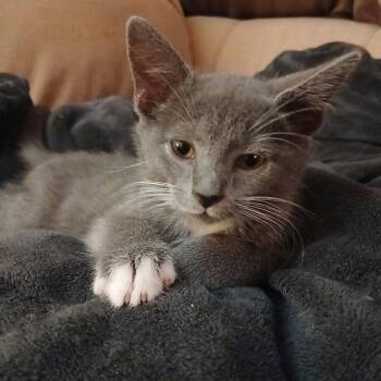 Paul -  Domestic Short Hair Cat for Adoption in Philadelphia, Pennsylvania - Paul | PetCurious