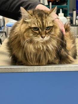 Nyla -  Norwegian Forest Cat and American Bobtail Cat for Adoption in West Palm Beach, Florida - Nyla | PetCurious