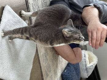 Domestic Short Hair Cats Available for Adoption in St. Petersburg, Florida - Stormi | PetCurious