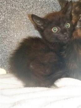 Rescue Domestic Short Hair Cats for Adoption in San Jose, California - SHINOBU | PetCurious