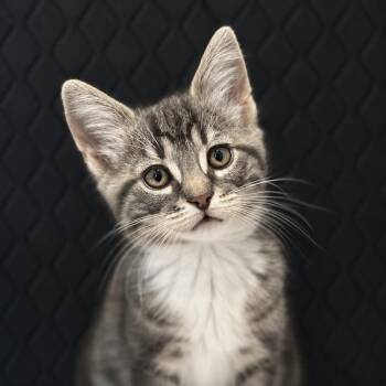 Domestic Short Hair Cats Available for Adoption in Pontiac, Michigan - Ash | PetCurious