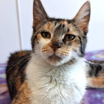 Selah -  Domestic Short Hair Cat for Adoption in Belmont, New York - Selah | PetCurious