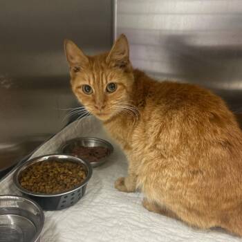 Honey -  Domestic Short Hair Cat for Adoption in Lewisburg, West Virginia - Honey | PetCurious