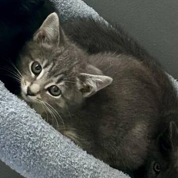 Rescue Domestic Short Hair Cats for Adoption in Lake Geneva, Wisconsin - Scallion | PetCurious