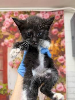 AARON -  Domestic Short Hair Cat for Adoption in San Bernardino, California - AARON | PetCurious