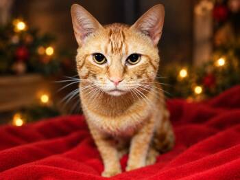Papita Frita -  Domestic Short Hair Cat for Adoption in Sebastian, Florida - Papita Frita | PetCurious