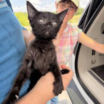 Treasure -  Domestic Short Hair Cat for Adoption in Marshall, Texas - Treasure | PetCurious