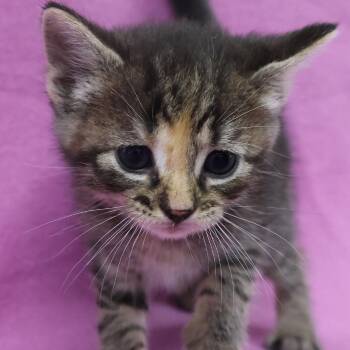 Amethyst Quartz C12548 -  Domestic Short Hair Cat for Adoption - Amethyst Quartz C12548 | PetCurious