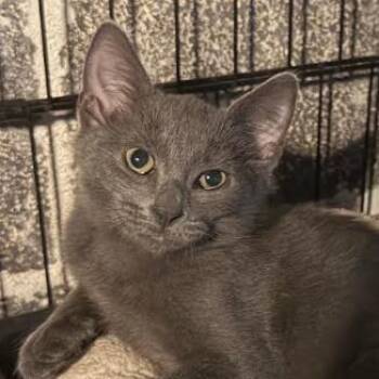 26-294 Colt -  Domestic Short Hair Cat for Adoption in North Branford, Connecticut - 26-294 Colt | PetCurious