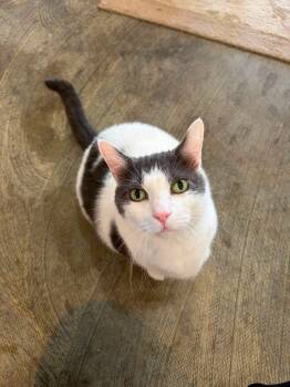 Sprinkles-11yr senior -  Domestic Short Hair Cat for Adoption in Myrtle Beach, South Carolina - Sprinkles-11yr Senior | PetCurious