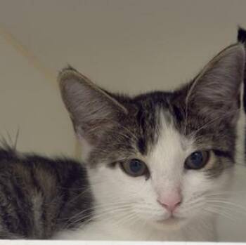 Stripes -  Domestic Short Hair Cat for Adoption in Reisterstown, Maryland - Stripes | PetCurious
