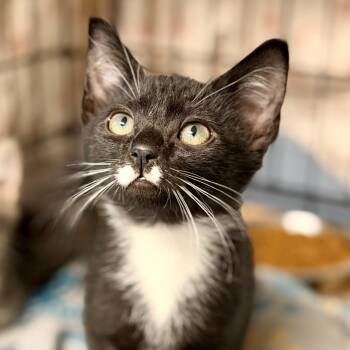 Fiesta -  Domestic Short Hair Cat for Adoption in Jackson Township, New Jersey - Fiesta | PetCurious