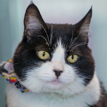 Rescue Domestic Medium Hair Cats for Adoption in Lakewood, Colorado - Joy | PetCurious