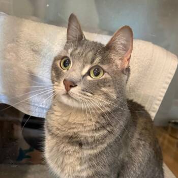 Luna -  Domestic Short Hair Cat for Adoption in Saint Charles, Missouri - Luna | PetCurious