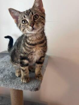 Apollo -  Domestic Short Hair Cat for Adoption in Mcpherson, Kansas - Apollo | PetCurious