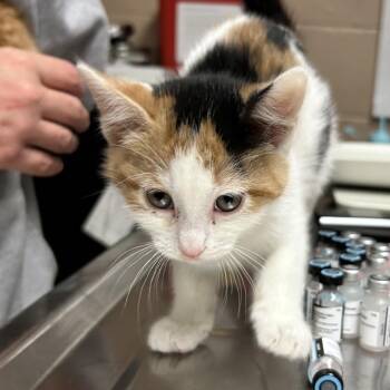 Domestic Short Hair Cats Available for Adoption in Newport, North Carolina - Starfire | PetCurious