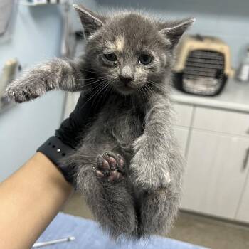 Basil -  Domestic Short Hair Cat for Adoption in Riverside, California - Basil | PetCurious