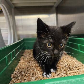 Bubble Gum -  Domestic Short Hair Cat for Adoption in Port Townsend, Washington - Bubble Gum | PetCurious