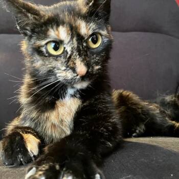 Feta -  Tortoiseshell Cat for Adoption in Toronto, Ontario - Feta | PetCurious
