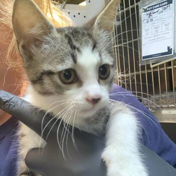 Domestic Short Hair Cats Available for Adoption in Baltimore, Maryland - Baby Kat | PetCurious