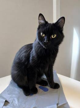 Missy Merica -  Domestic Short Hair Cat for Adoption in Indianapolis, Indiana - Missy Merica | PetCurious